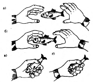 Последовательность перемещений рук и пальцев при ловле карпатской рыбы средних размеров