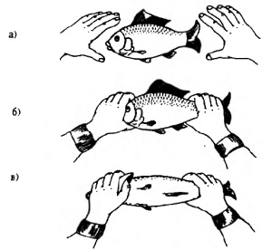 Последовательность перемещений рук и пальцев при ловле крупной рыбы в Карпатах